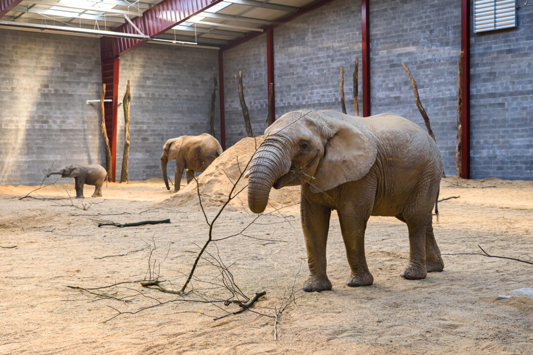 Výběh slonů ZOO Zlín Lešná